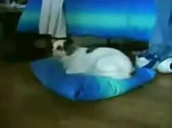Testépítők kövér fia ...